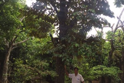 Cây Vú Sữa đẹp