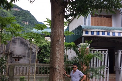 Cây Xoài Đại Thụ