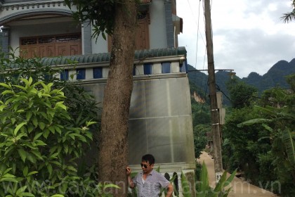 Cây Xoài Đại Thụ