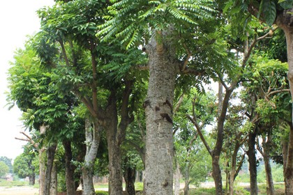 Cây gỗ sưa đỏ