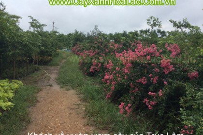 Vườn Ươm Cây Tường Vi của Trúc Lâm