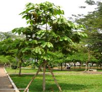 images-caycanh-caybongmat-dau rai-200x180