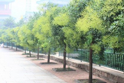 Cây Hoa hoè