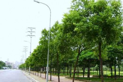 Cây Long Não