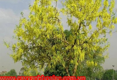 muồng hoàng yến