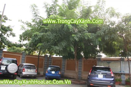 muong-hoang-yen-osaka-vang
