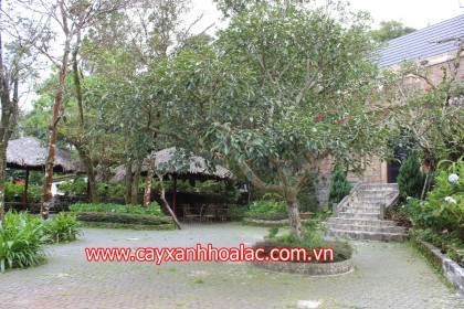 Cây Osaka Đỏ
