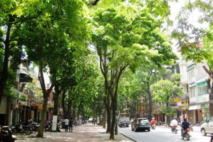 Cây Hoa Sữa