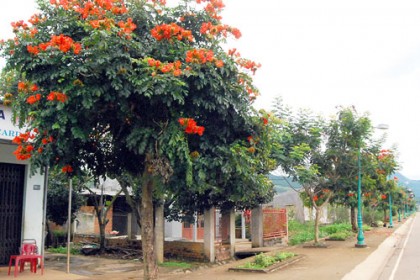 Cây Sò Đo cam