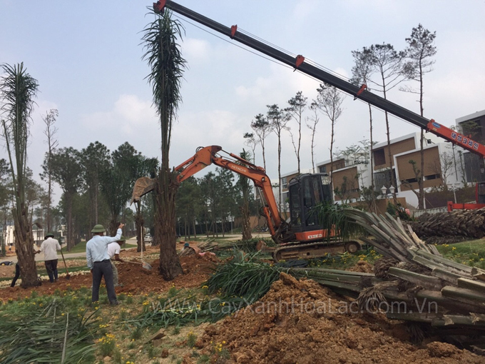 Hình ảnh công ty Đức Lộc đang thi công trồng cọ Dầu tại khu biệt thự Hoàng Gia trong dự án Resorts 5 sao cho HungVuong Group