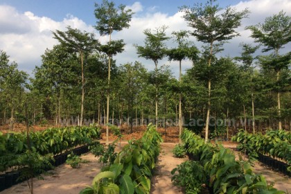 Ảnh Vườn Ươm Bàng Đài Loan hàng Đôn đảo - dâm ủ sẵn