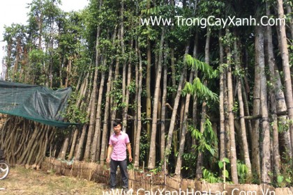 Vườn Ươm Cây Sao Đen của Đức Lộc