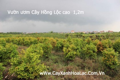 vuong-uom-hong-loc