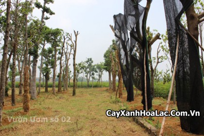 vuong-uom-cay-xanh02