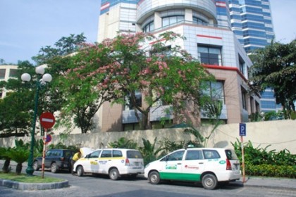 Muồng Hoa Đào Lá Lạc