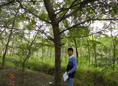 Muồng Hoa Đào 20cm