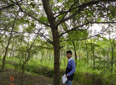 Cây muồng hoa đào đường kính 20cm