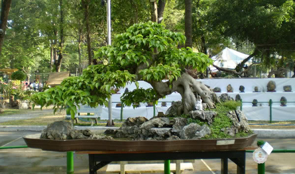 tao tan cho cay canh
