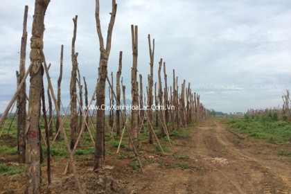 Vườn ươm cây Giáng Hương tại Hòa Lạc