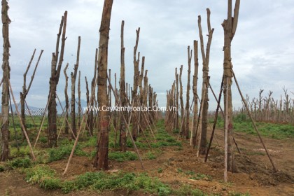 Vườn ươm cây Giáng Hương tại Hòa Lạc