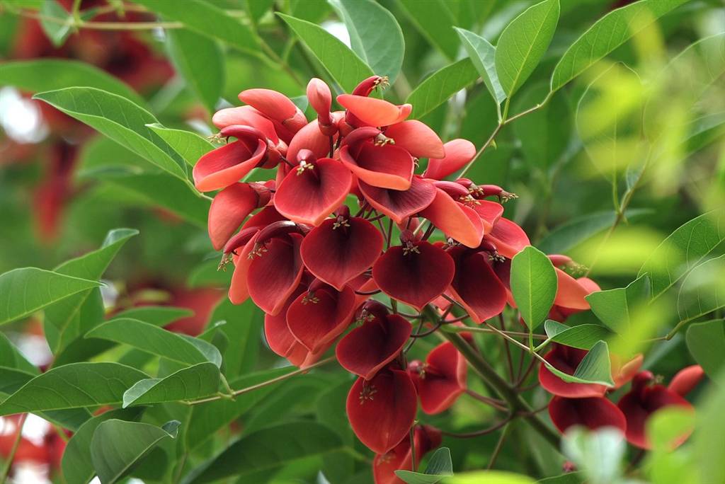 Cây Osaka đỏ, Cây Muồng hoa đỏ, Cây Vông đồng, Cây Móng quỷ