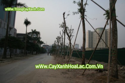 DT-Trung-Hoa_nhan-Chinh-1