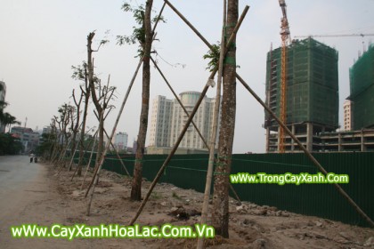 DT-Trung-Hoa_nhan-Chinh