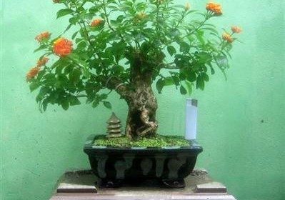 bonsai-ngu-sac