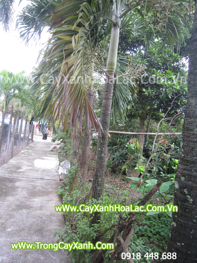 cay-cau-thai-trang-lan