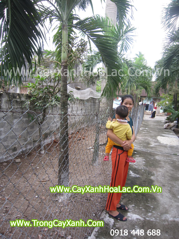 cay-cau-thai-trang