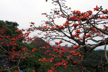 cay-gao-hoa-do-1