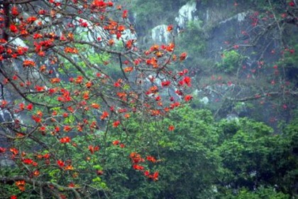 cay-gao-hoa-do2