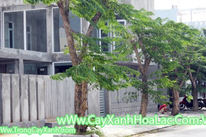 cay-giang-huong-1