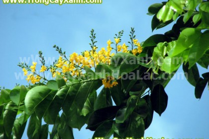 cay-giang-huong-cayxanhhoalac