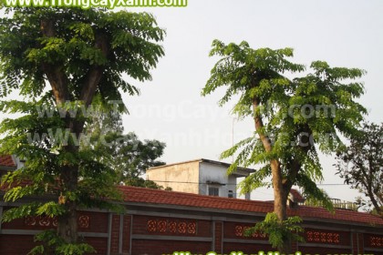 cay-giang-huong-cayxanhhoalac