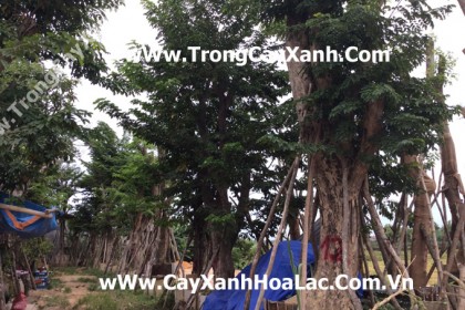 Cây Giáng Hương được khai thác trên rừng về vườn.