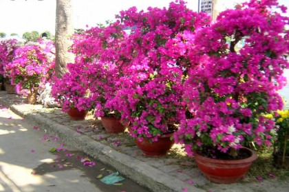 cay-hoa-giay-1