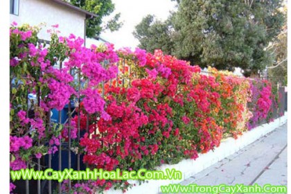 cay-hoa-giay
