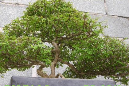 cay-son-lieu-1