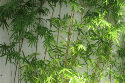 truc-chi-vang