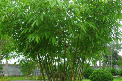 truc-chi-vang
