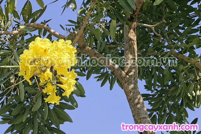 Chùm Hoa Cây Chuông Vàng-Tabebuia argentea