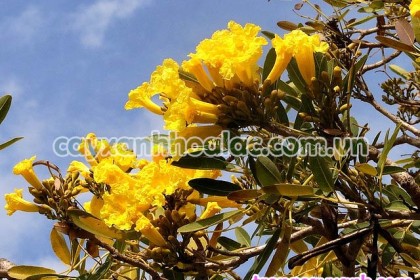 Cây Chuông vàng (Tabebuia argentea) là cây giống mới cho hoa lớn màu vàng tươi sặc sỡ. Thân và lá đẹp. Kích thước: cây gỗ nhỏ cao 5-8m, trong điều kiện tối ưu có thể đạt đến 15m. Được nhu nhập vào Việt nam từ khá lâu nhưng hầu hết Cây Chuông Vàng được trồng nhiều tại các tỉnh phía Nam. Hiện tại công ty Trúc Lâm đã tiến hành nhân giống, ươm cây từ hạt hiện nay Vườn Trúc Lâm đang có từ 10,000 cây chiều cao từ 50cm đến 1m. Đối với cây Chuông Vàng cho trồng công trình Công ty Trúc Lâm đang sở hữu số lượng cây lên tới 3000 cây Chuông Vàng với chiều cao 3-4m đường kính gốc từ 8cm - 17cm. Nếu nhu câu của bạn cần cây lớn hơn Trúc Lâm sẵn sàng đáp ứng. Cây Chuông Vàng-Tabebuia argentea được trồng tại khu biệt thự anh Hoàng Anh ở Gia Lâm Chùm Hoa Cây Chuông Vàng-Tabebuia argentea Cây Chuông Vàng - ĐKG 20cm Chùm Hoa Cây Chuông Vàng-Tabebuia argentea Cây Chuông Vàng Cây Chuông Vàng Cây Chuông Vàng Cây Chuông vàng (Tabebuia argentea) là cây giống mới cho hoa lớn màu vàng tươi sặc sỡ. Thân và lá đẹp. Tên phổ thông: Chuông vàng. Tên khoa học: Tabebuia argentea. Họ thực vật: Bignoniaceae (Núc nác). Kích thước: cây gỗ nhỏ cao 5-8m, trong điều kiện tối ưu có thể đạt đến 15m. Tốc độ sinh trưởng: nhanh. Yêu cầu ánh sáng: cây chịu sáng. Điều kiện trồng: đất màu mỡ cao, tơi xốp đủ ẩm nhưng không ngập ứng. Mùa ra hoa: tháng 3-5. Với kiểu hoa hình chuông, sắc hoa vàng sáng rực rỡ, mỗi khi ra hoa, cây thường rụng hết lá để phơi bày cả một vòm tán màu vàng hấp dẫn đầy ấn tượng, khi vào Việt Nam nó đã được gán ngay cho cái tên rất tượng hình – cây chuông vàng. Trồng làm cây cảnh ở các công viên, vỉa hè, điểm xanh, khuôn viên biệt thự, các không gian công cộng khác, cây còn được trồng trong chậu làm cây tiểu cảnh.