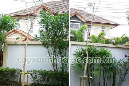 Cây Chuông Vàng-Tabebuia argentea được trồng tại khu biệt thự anh Hoàng Anh ở Gia Lâm