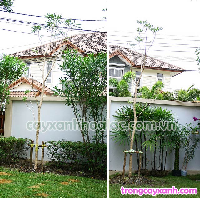 Cây Chuông Vàng-Tabebuia argentea