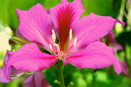 Cây Móng bò tím (Bauhinia purpurea)