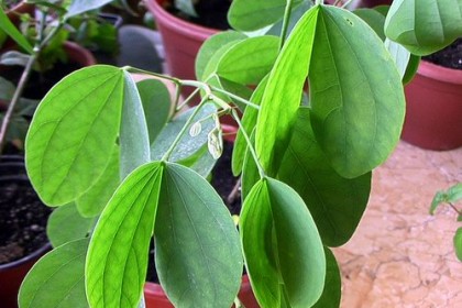Cây Móng bò tím (Bauhinia purpurea)