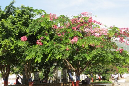 Cây Muồng Hoa Đào