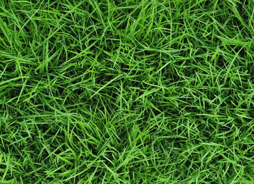  Chất ức chế brachialactone có trong rễ của cỏ brachiaria làm ngăn cản quá trình chuyển đổi các thành phần trong phân bón thành khí hiệu ứng nhà kính. Ảnh: ShutterStock