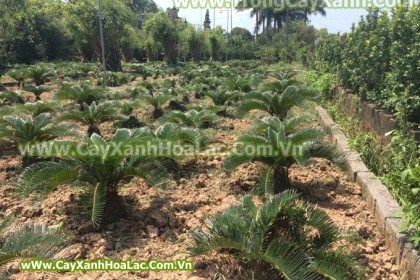 Cycas-Revoluta-The-Sago-Pal